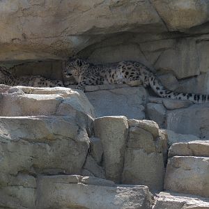 Lost Kingdom - Snow Leopard Exhibit