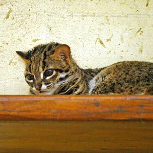 Palawan leopard cat