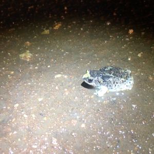 Günther’s Toadlet (Pseudophryne guentheri)