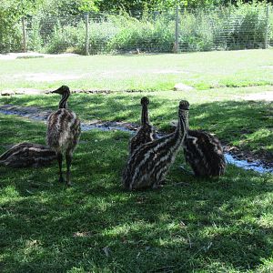 Emu Chicks