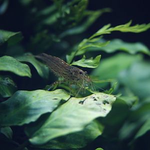 Amano shrimp (Caridina multidentata)