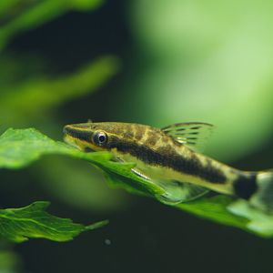 Otocinclus affinis