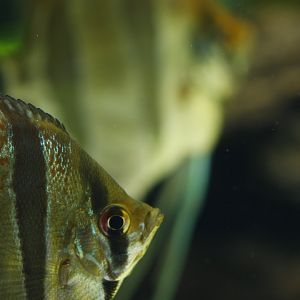 Freshwater angelfish (Pterophyllum scalare (?))