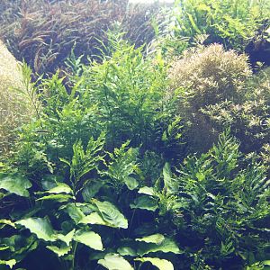 The Submerged Forest