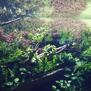 The Submerged Forest