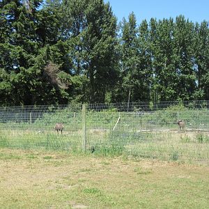 Emu Exhibit