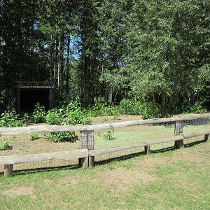 Miniature Horse Exhibit
