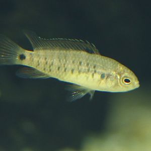 Badis badis juvenile