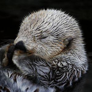 Alaskan sea otter (Enhydra lutris kenyoni)