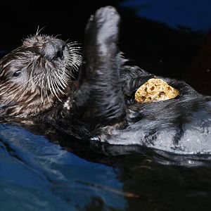 Alaskan sea otter (Enhydra lutris kenyoni)