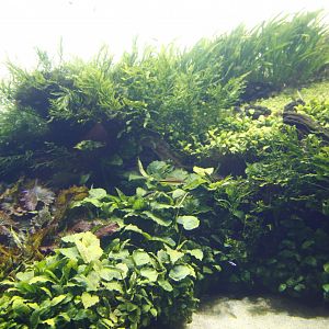 The Submerged Forest