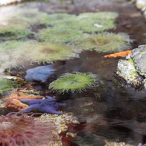 North American rockpool