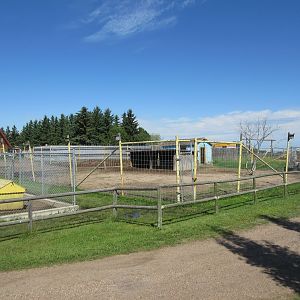 Dromedary Exhibit (and wolf pup cage)