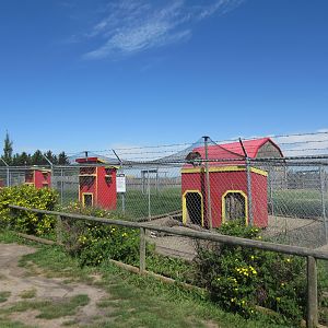 Various Chicken/Rooster Aviaries