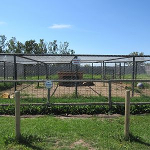 African Lion Exhibit