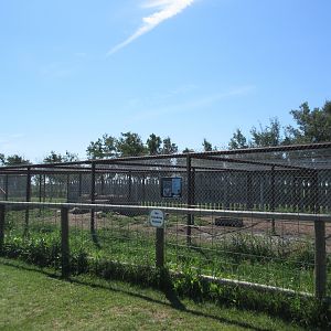 Grey Wolf Exhibit