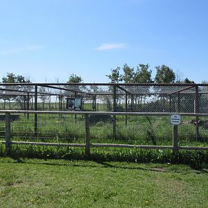 American Black Bear Exhibit
