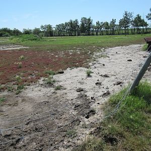 Plains Bison Exhibit - with smashed fence!