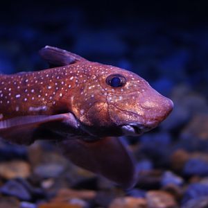 Spotted ratfish (Hydrolagus colliei)