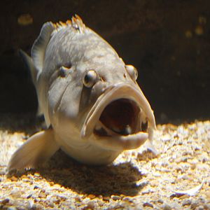 Dusky grouper (Epinephelus marginatus) attended by a cleaner wrasse (Labroides dimidiatus)