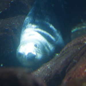 Alaskan sea otter  (Enhydra lutris kenyoni)
