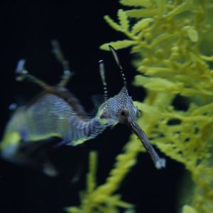 Weedy seadragon (Phyllopteryx taeniolatus)