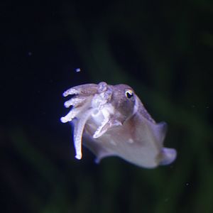 European cuttlefish (Sepia officinalis)