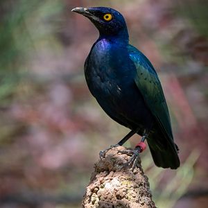 Purple Glossy Starling - 14/07/2018