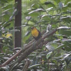 Yellow-headed Blackbird (Xanthocephalus xanthocephalus)