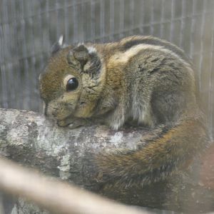 Swinhoe's Striped Squirrel