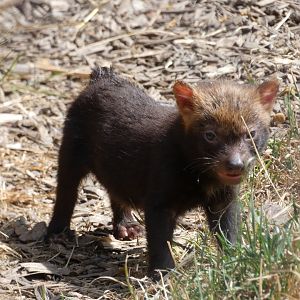 Bush Dog pup
