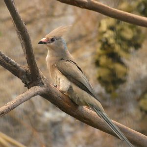 Blue-naped Mousebird