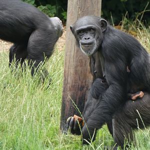 Western Chimpanzee with daughter (Zee-Zee & Stevie)