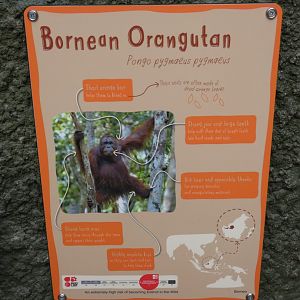 New Bornean Orang-utan Signage