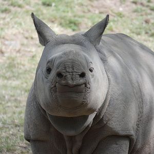 Greater One-horned Rhino calf