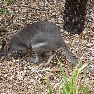 Dusky Pademelon male