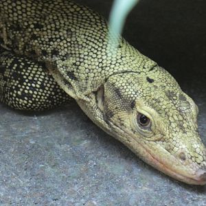 Quince Monitor Lizard