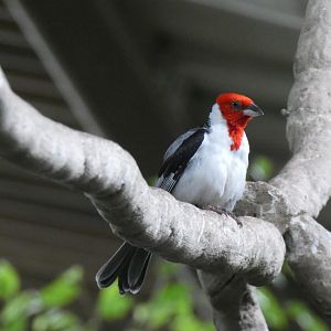 Red-cowled Cardinal