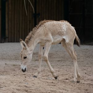 Onager foal