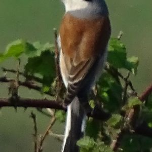 Red-backed shrike