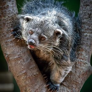 Palawan Binturong - 03/07/2018