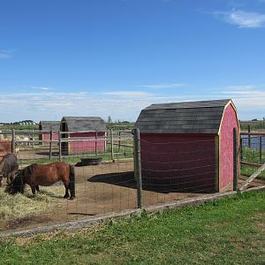Miniature Horse Exhibit