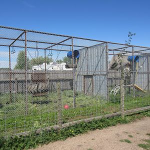 Black-and-White Ruffed Lemur + Japanese Macaque Exhibits