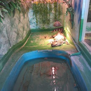 American Alligator Exhibit