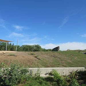Journey to Churchill - Muskox Exhibit