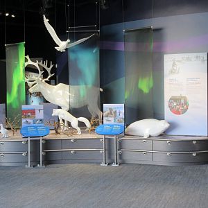 Journey to Churchill - Gateway to the Arctic