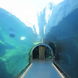 Journey to Churchill - Polar Bear Exhibit #2