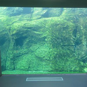 Journey to Churchill - Harbour Seal Exhibit