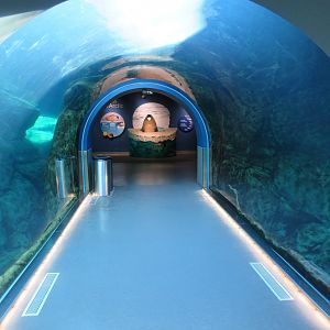 Journey to Churchill - Harbour Seal Exhibit