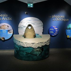 Journey to Churchill - Seal Photo Opportunity